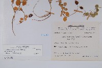 普刺特草藏品圖，第2張