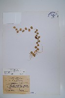 普刺特草藏品圖，第1張