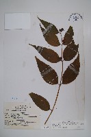 台灣土黨參藏品圖，第1張