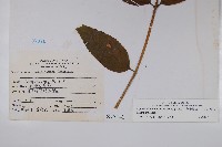 台灣土黨參藏品圖，第2張