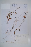 高山沙參藏品圖，第1張