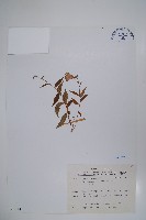 高山沙參藏品圖，第1張