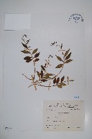 高山沙參藏品圖，第1張