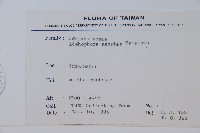 高山沙參藏品圖，第2張