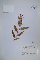 高山沙參藏品圖，第1張