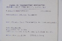 高山沙參藏品圖，第2張