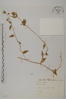 狗筋蔓藏品圖，第1張