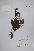 冷飯藤藏品圖，第1張