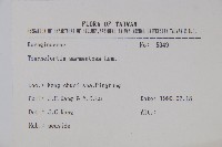 冷飯藤藏品圖，第2張