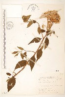 蔓黃菀藏品圖，第1張