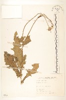 苦苣菜藏品圖，第1張