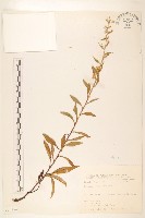 登錄號:S075154藏品圖，第1張