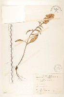 一枝黃花藏品圖，第1張