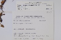 臺灣附地草藏品圖，第2張