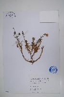 玉山沙參藏品圖，第1張