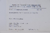 玉山沙參藏品圖，第2張