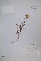 玉山沙參藏品圖，第1張