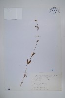 輪葉沙參藏品圖，第1張