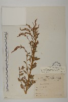 變葉藜藏品圖，第1張