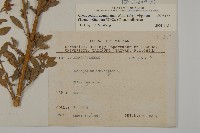 變葉藜藏品圖，第2張