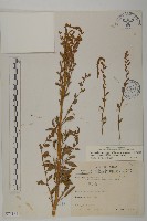 變葉藜藏品圖，第1張