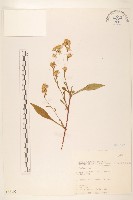 一枝黃花藏品圖，第1張