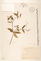 豨薟藏品圖，第1張