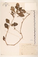 蟛蜞菊藏品圖，第1張