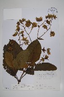 假酸漿藏品圖，第1張