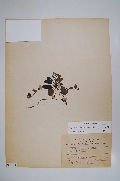 臺灣附地草藏品圖，第1張