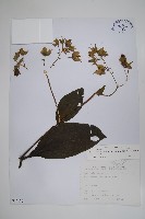 假酸漿藏品圖，第1張