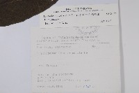 假酸漿藏品圖，第2張