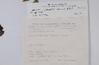 假酸漿藏品圖，第2張