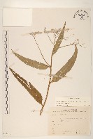 黃菀藏品圖，第1張