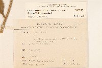 黃菀藏品圖，第2張