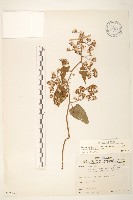 蔓黃菀藏品圖，第1張