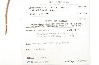 蔓黃菀藏品圖，第2張