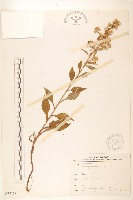 登錄號:S075178藏品圖，第1張