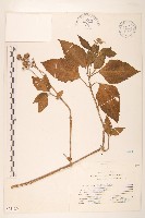 雙花蟛蜞菊藏品圖，第1張