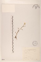 鼠麴舅藏品圖，第1張