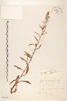 一枝黃花藏品圖，第1張