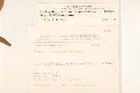 一枝黃花藏品圖，第2張