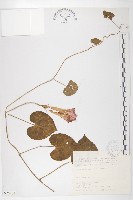 銳葉牽牛藏品圖，第1張