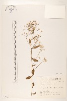 一枝香藏品圖，第1張