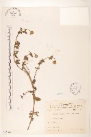 天蓬草舅藏品圖，第1張