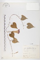 銳葉牽牛藏品圖，第1張