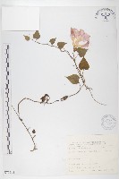 銳葉牽牛藏品圖，第1張