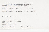 銳葉牽牛藏品圖，第2張