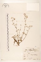 一枝香藏品圖，第1張