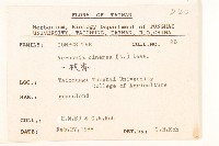 一枝香藏品圖，第2張